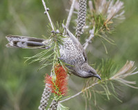 Wyrrabalong National Park - Northern Section